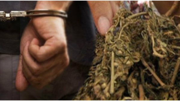 ganja narkoba