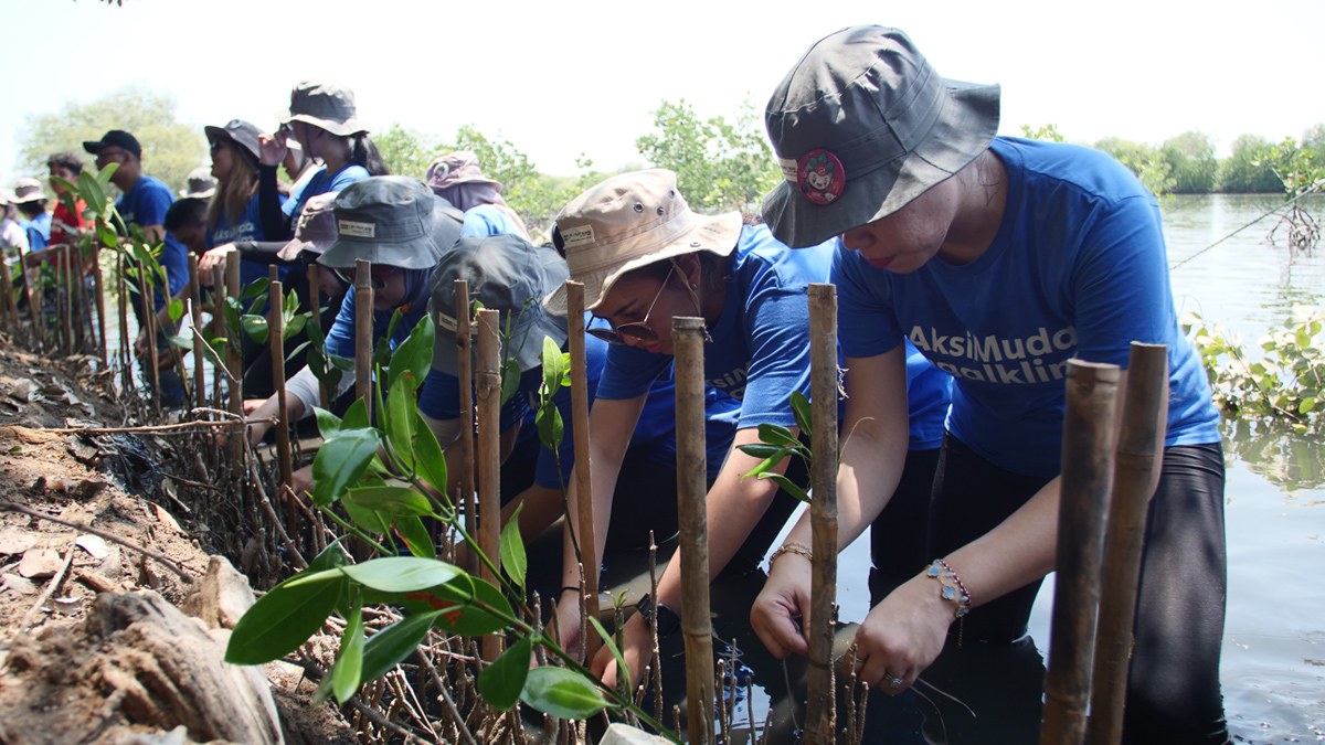 mangrove1 J trust