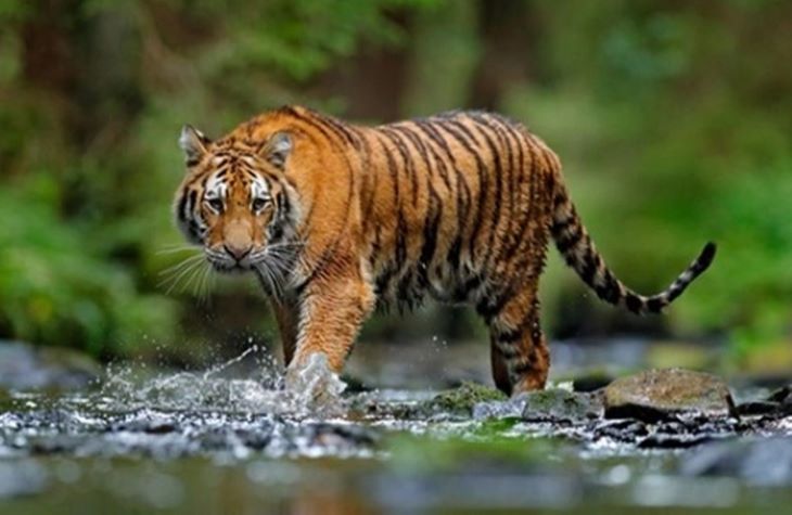 Populasi Harimau Terbanyak di Dunia Ternyata Ada di Sini! Negara Ini Jadi ‘Surga’ Bagi Si Raja Rimba