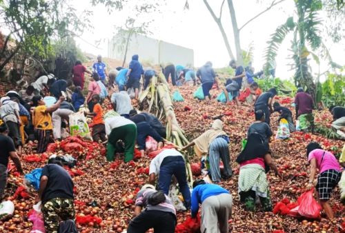 Viral! Ribuan Karung Bawang Dibuang di Batam, Polsek Batu Ampar Bongkar Siapa Pemiliknya!