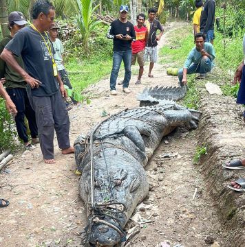 Warga Inhil Riau Heboh! Buaya Raksasa 7 Meter Seberat Hampir 1 Ton Muncul di Sungai