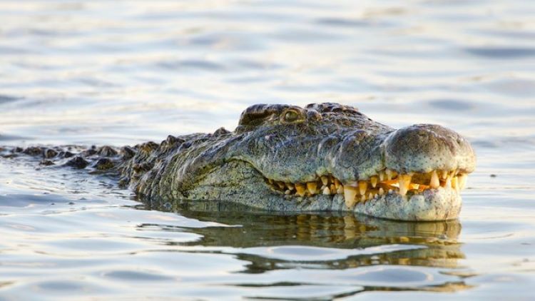 Duduk di Atas Sampan Jelang Melaut, Nelayan Tembeling Bintan Tewas Diterkam Buaya di Dini Hari