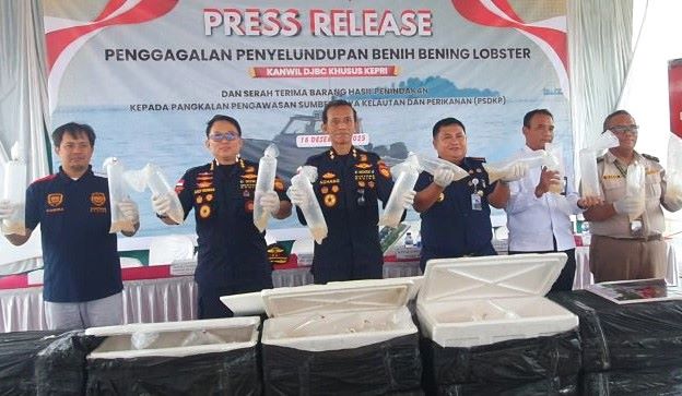 Hampir 130 Ribu Benih Lobster Gagal Diselundupkan dari Batam, Nilainya Tembus Rp13 Miliar Hampir 130 Ribu Benih Lobster Gagal Diselundupkan dari Batam, Nilainya Tembus Rp13 Miliar