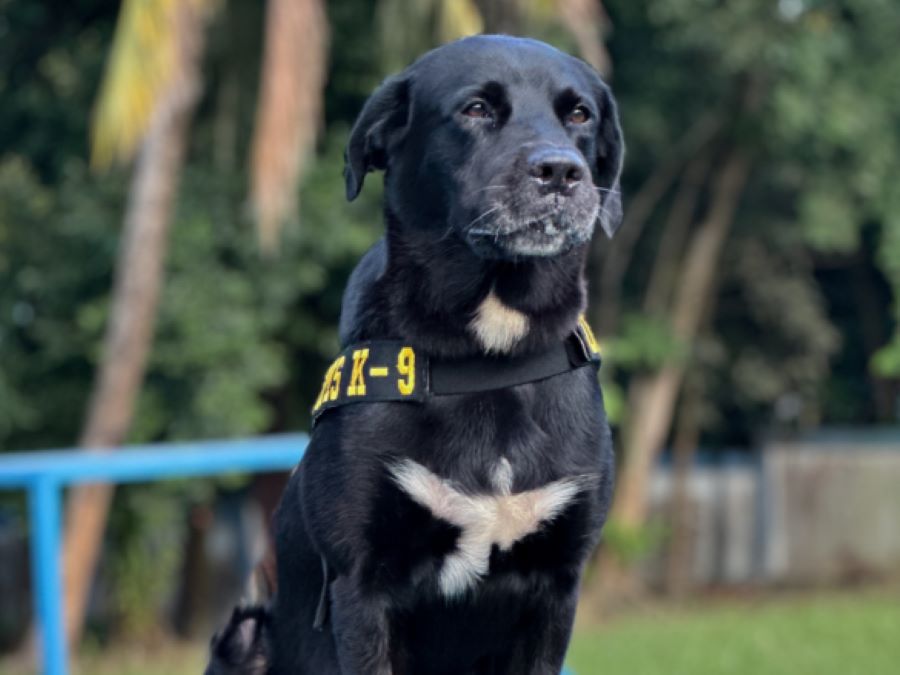 Terendus Anjing K-9! Body Strapping & Vape Berisi Etomidate Gagal Tembus Batam