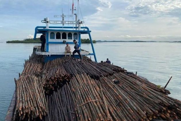 12 Ribu Kayu Bakau Diselundupkan ke Singapura, WN Singapura Diduga Dalangnya!